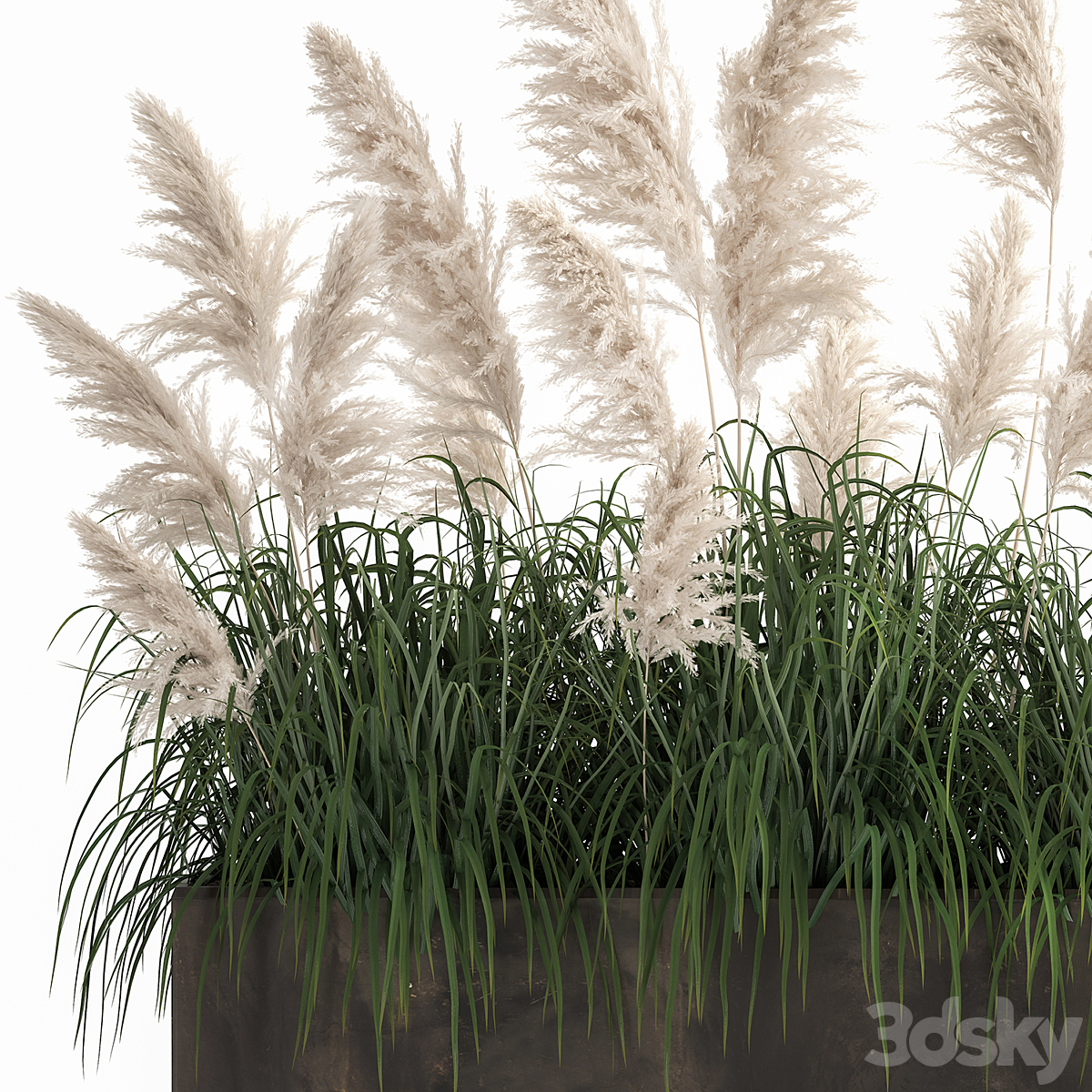 Bush white pampas grass in a street rusty metal pot, white reed, Cortaderia. 1033.