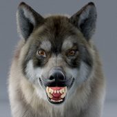 High detail and realistic Wolf model.