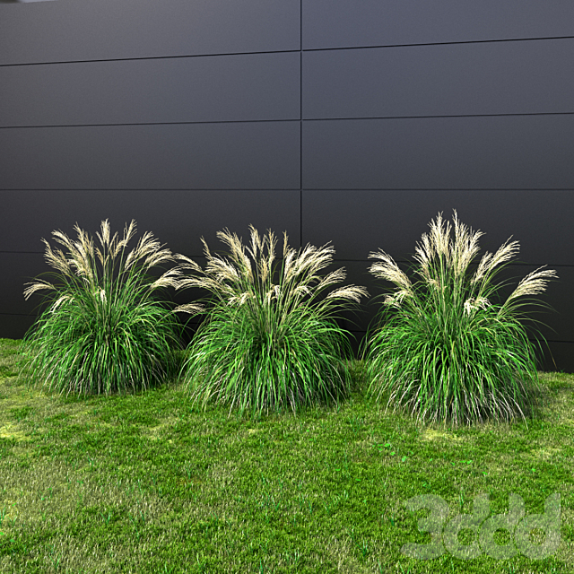 
                                                                                                            Ornamental grass Miscanthus small
                                                    