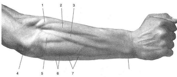 Мышцы предплечья задняя группа поверхностный слой